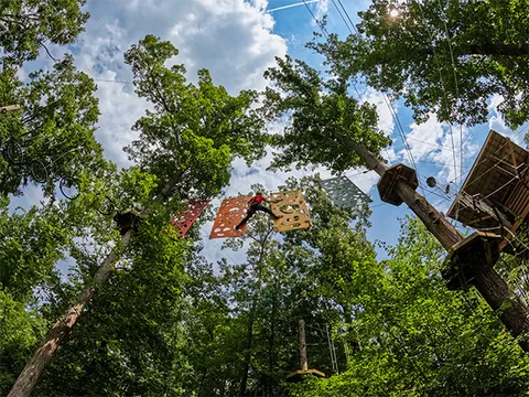 Skywild-Looking-Up-to-Course